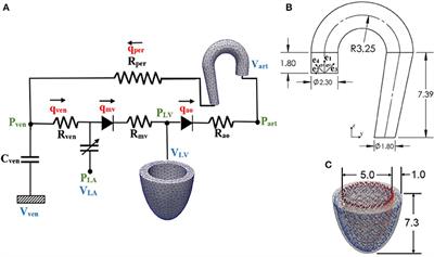 High Spatial Resolution Multi-Organ Finite Element Modeling of Ventricular-Arterial Coupling